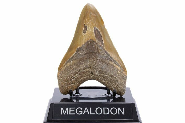 Serrated, Fossil Megalodon Tooth - North Carolina #345669